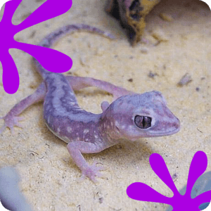 lagartixa roxa